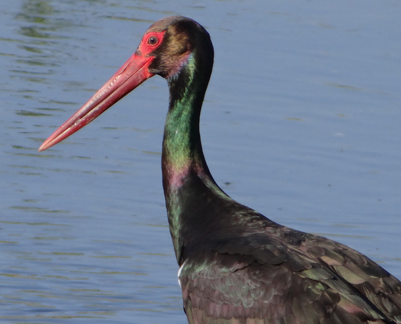 BLACK STORK