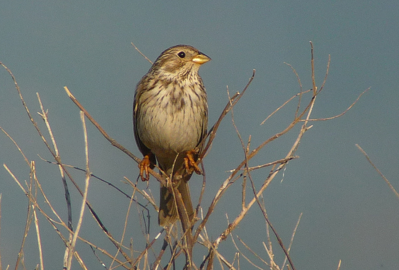 CORN BUNTING 