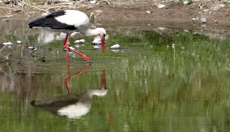 White Stork 