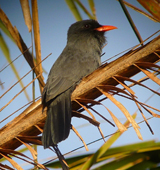 Black-fronted Nunbird