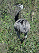 Greater Rhea