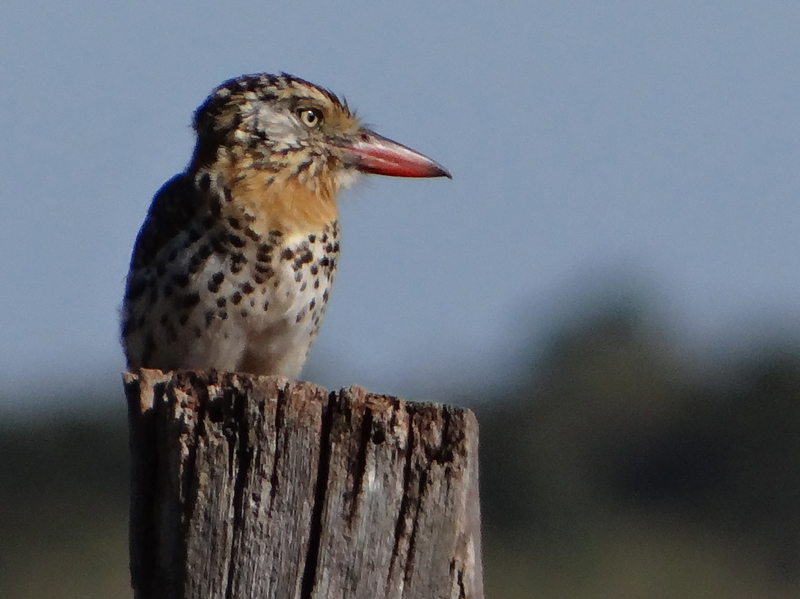 SPOT-BACKED PUFFBIRD 