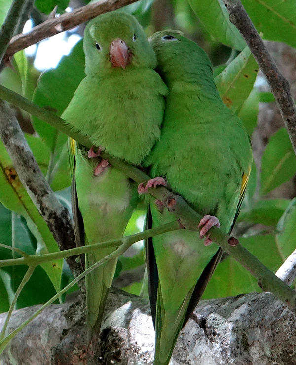 YELLOW-CHEVRONED PARAKEETS