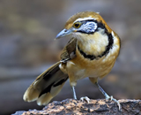 Greater Necklaced Laughingthrush