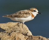 Malaysian Plover