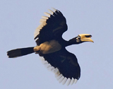 Oriental Hornbill