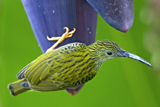 Streaked Spiderhunter