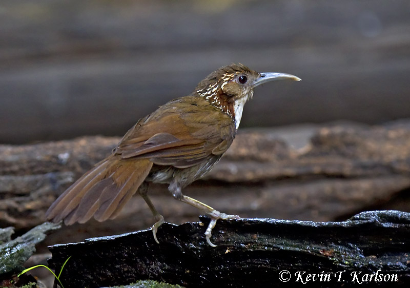 Large Scimitar Babbler 