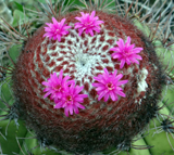 Cactus flowers