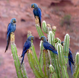 Lear's Macaw