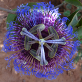 Passionflower