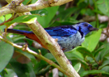 Silver-breasted Tanager