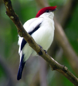 Araripe Manakin