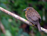 Crescent-chested Puffbird