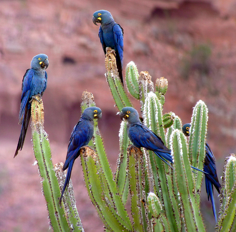 Lear's Macaws 