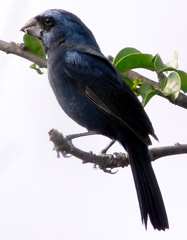 Ultramarine Grosbeak