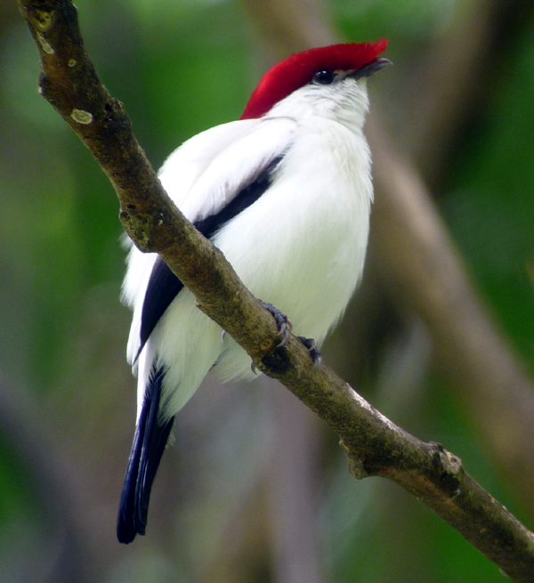 Araripe Manakin 