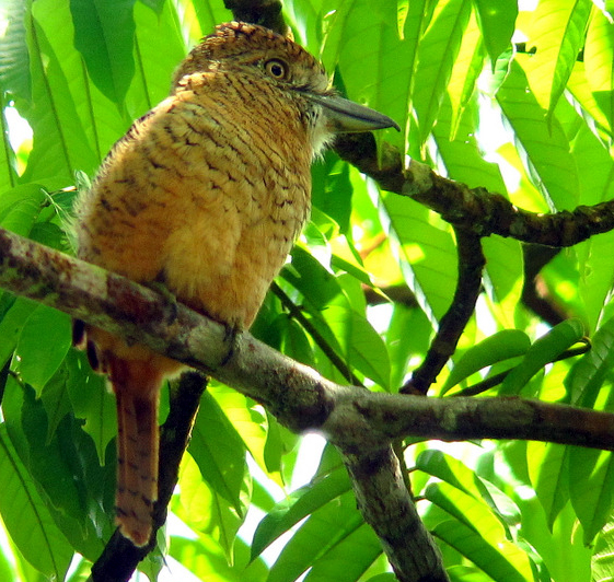 Barred Puffbird