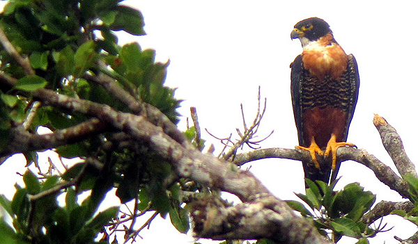 Orange-breasted Falcon