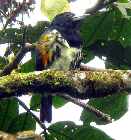 Spot-crowned Barbet