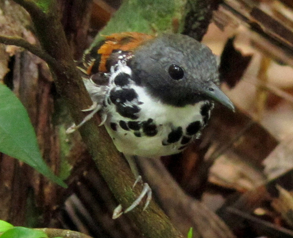 Spotted Antbird