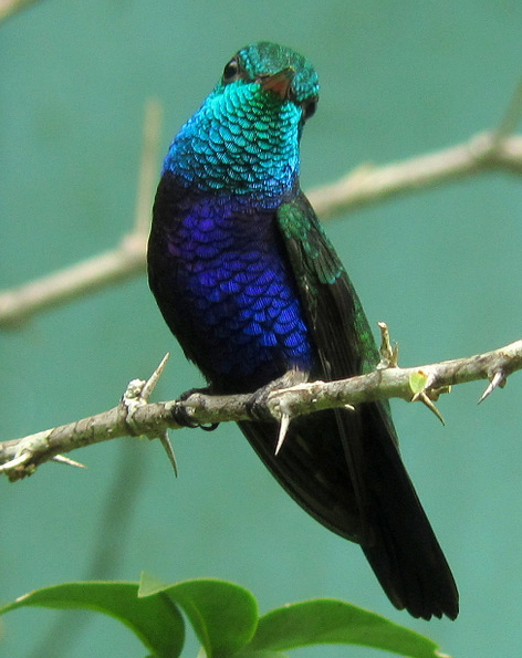 Violet-bellied Hummingbird