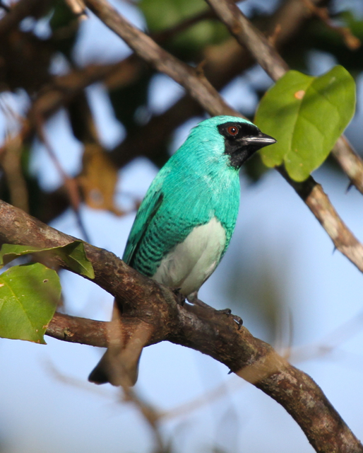 Swallow Tanager