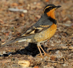 Varied Thrush, California