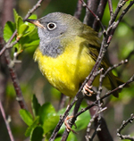 Connecticut Warbler, USA