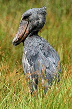 Shoebill, Uganda	