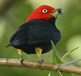 Red-capped Manakin by Ramon Fernandez Frances