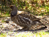 Dusky Grouse