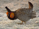 Greater Prairie Chicken