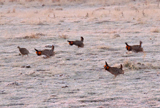 Greater Prairie Chickens 