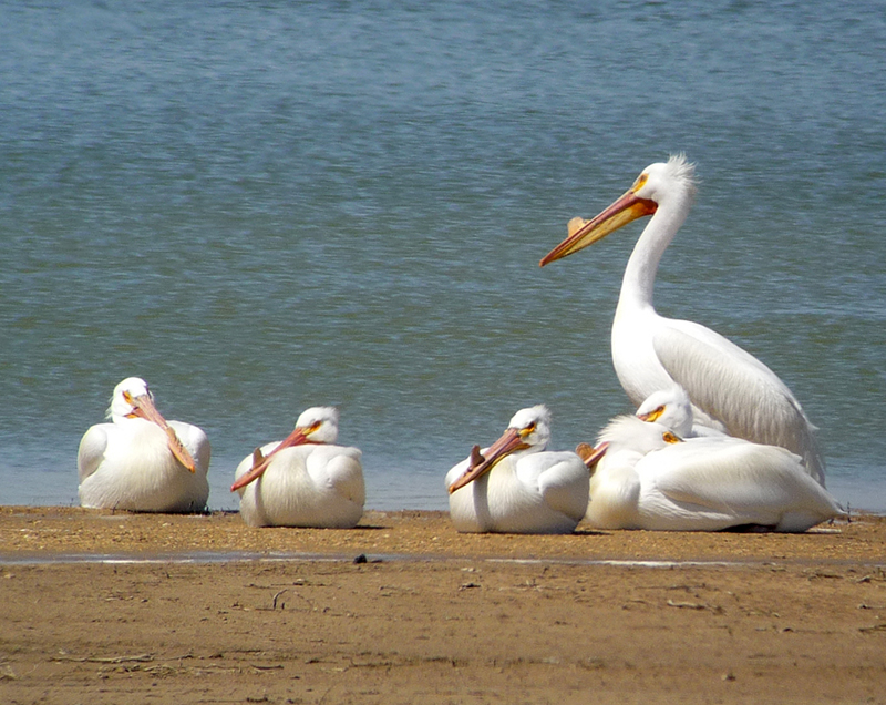 White Pelicans 