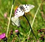 Apollo and Black-veined Whites