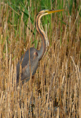 Purple Heron