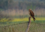 Pallid Harrier (female) 