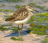 Wood Sandpiper 