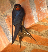 Barn Swallow