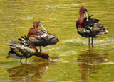 Glossy Ibis