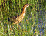 Great Bittern 