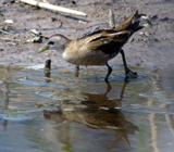 Little Crake