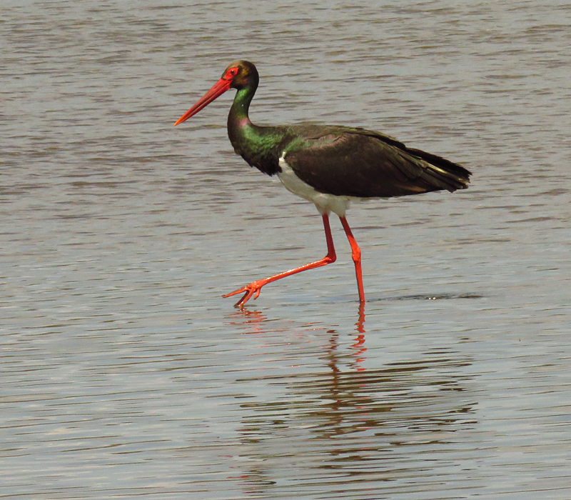 LESVOS: Spring Migration Magic - Black Stork 