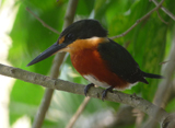 American Pygmy Kingfisher