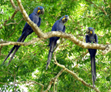 Hyacinth Macaws