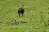 Greater Rheas