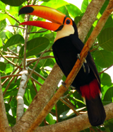 Toco Toucan