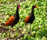 Wattled Jacanas