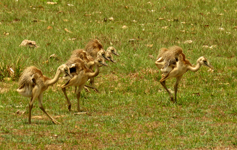 BRAZIL, PANTANAL - Greater Rhea chicks 